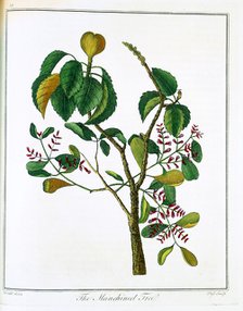 Manicheel tree (Hippomane mancinella) or Poison Guava, c1795. Artist: Unknown