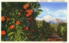 'Golden Fruit, Winter in California', postcard, 1931. Artist: Unknown