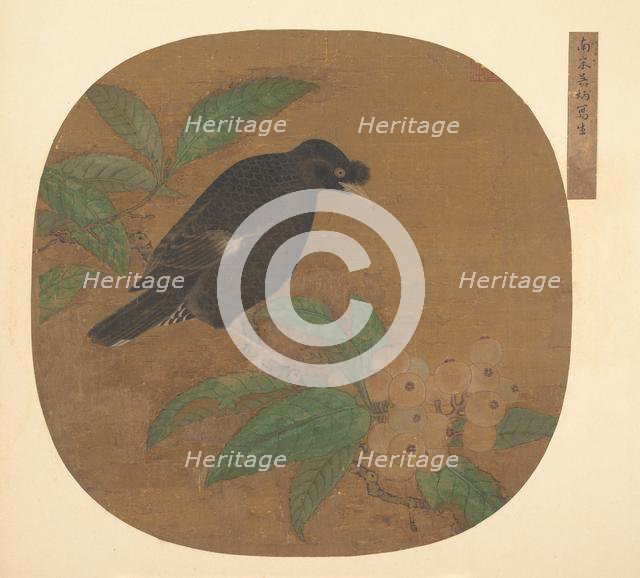 Minah Bird on a Loquat Branch. Creator: Unknown.