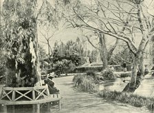 'In the Botanic Gardens, Adelaide', 1901. Creator: Unknown.