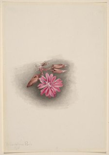 Bitterroot (Lewisia redivivia), 1915. Creator: Mary Vaux Walcott.