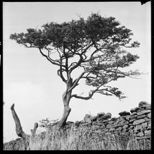 Windswept tree beside a drystone wall, 1966-1974. Creator: Eileen Deste.