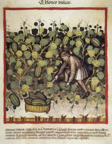 Sweet melon harvesting, 14th century.  Creator: Unknown.