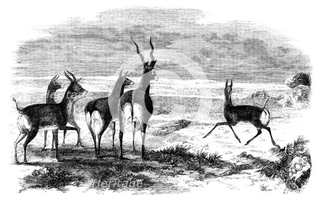 Antelope-Hunting in India - Antelopes Startled, 1858. Creator: Unknown.
