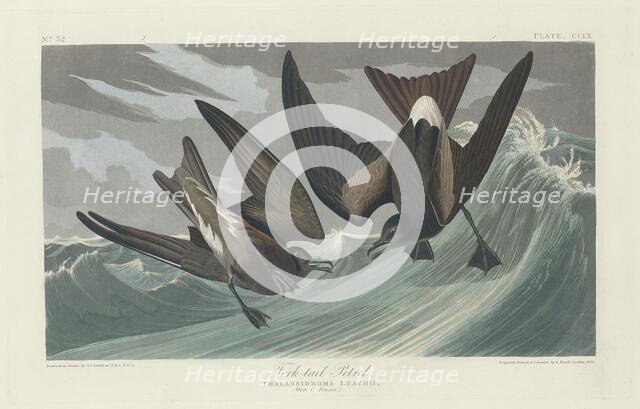 Fork-tailed Petrel, 1835. Creator: Robert Havell.
