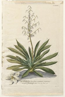 Plantae Selectae: No. 37 - Yucca. Creator: Georg Dionysius Ehret (German, 1708-1770); Christopher Jacob Trew (German).