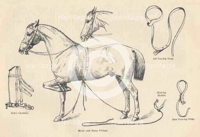 Horse with Rarey fittings, c1905 (c1910). Artist: Unknown.