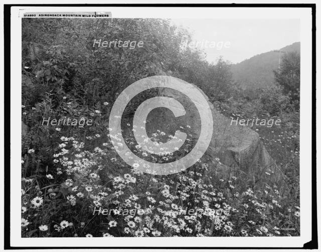 Adirondack mountain wildflowers, (1902?). Creator: William H. Jackson.