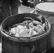 Barrels of codfish, New York, 1943. Creator: Gordon Parks.