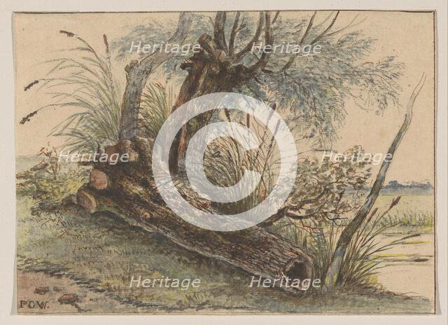 Tree stump in the reeds, 1801-1873. Creator: George Pieter Westenberg.