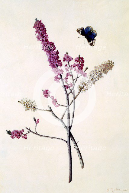 Daphne Mezereum with butterfly, c. 1740 (hand coloured engraving). Creator: "Georg Dionysius Ehret (1710 - 70); Ehret, Georg Dionysius (1710-1770)".