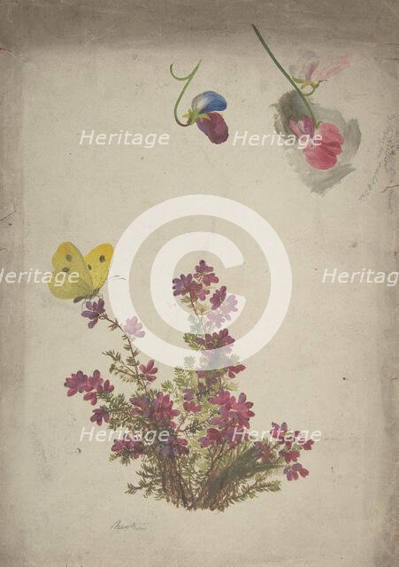Heather, Sweet Peas and Butterfly, 19th century. Creator: Anon.