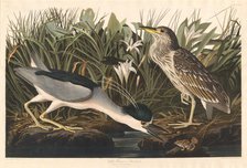 Night Heron or Qua bird, 1835. Creator: Robert Havell.
