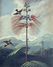 Tropical plant with hummingbirds, 1807. Creator: Unknown.
