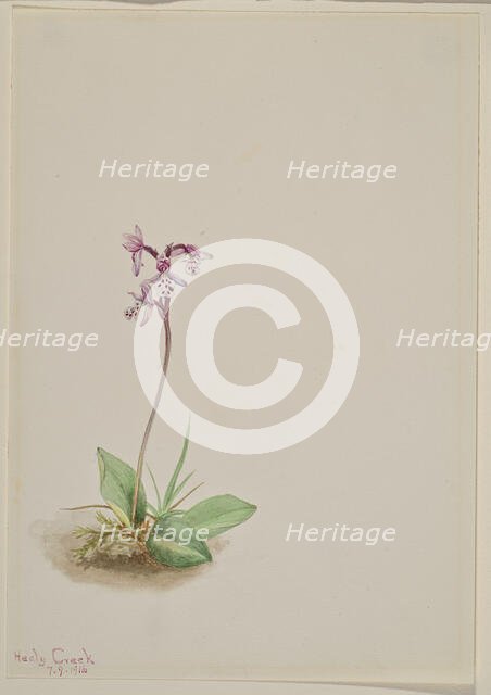 Orchis (Orchis rotundifolia), 1916. Creator: Mary Vaux Walcott.