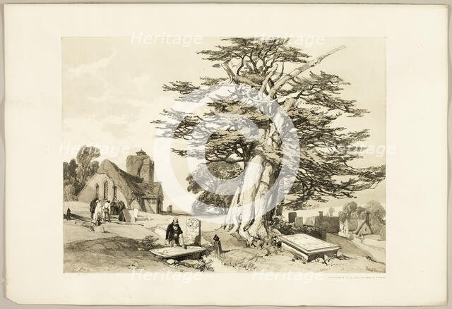 Yew, from The Park and the Forest, 1841. Creator: James Duffield Harding.