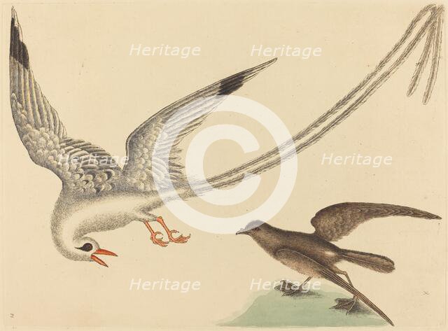 The Rice-bird (Emberiza oryzivora), published 1731-1743. Creator: Mark Catesby.