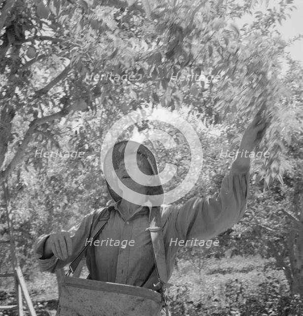 Possibly: Dumping full sack of picked pears to lug box..., Yakima Valley, Wahington, 1939. Creator: Dorothea Lange.