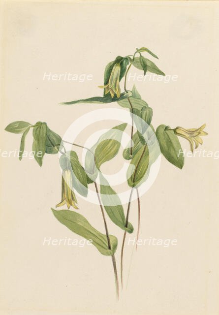 Wood Merrybells (Uvularia perfoliata), n.d. Creator: Mary Vaux Walcott.