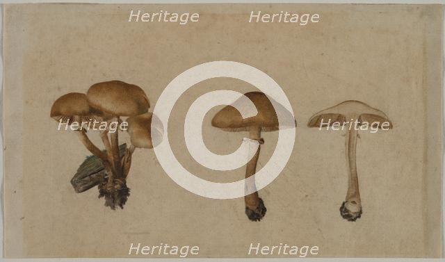 Mushrooms, 1751. Creator: Georg Wilhelm Baurenfeind (German, c. 1710-1763).