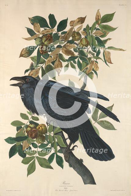 Raven, 1831. Creator: Robert Havell.
