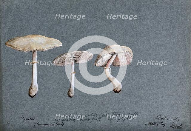 A fungus (Agaricus laevis): three fruiting bodies, 1893. Creator: Edwin Wheeler.