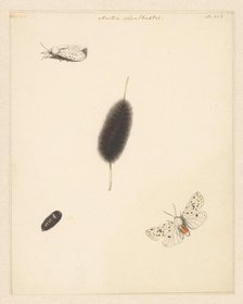 Study sheet with caterpillar, cocoon and moth with spread wings of the Aretia Menthaastri, 1848. Creator: Albertus Steenbergen.