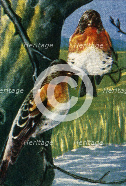 Bramblings, c1928. Creator: Unknown.