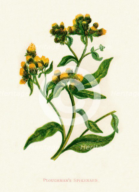 'Ploughman's Spikenard', c1891, (1891). Artist: Anne Pratt.
