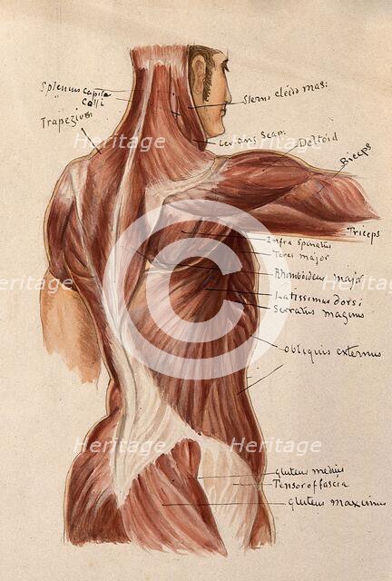 Muscles of the trunk: an écorché figures showing a side view of the torso, 1880. Creator: Adele Mongredien.