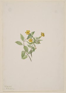 Musk-Flower (Mimulus moschatus), 1911. Creator: Mary Vaux Walcott.