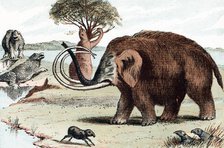 Woolly mammoth (Mammuthus), 1892. Artist: Unknown