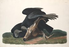 Black Vulture, 1831. Creator: Robert Havell.