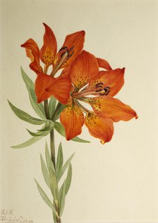 Red Lily (Lilium montanum), 1923. Creator: Mary Vaux Walcott.