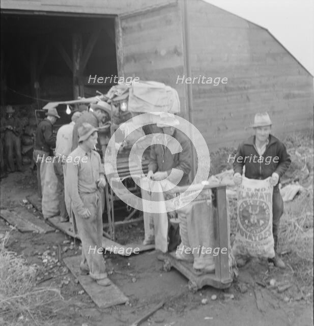 Grading potatoes, preparing for shipment..., ten miles south of Merrill, Oregon, 1939. Creator: Dorothea Lange.