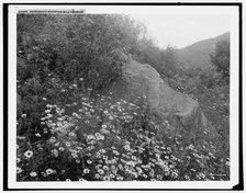 Adirondack mountain wildflowers, (1902?). Creator: William H. Jackson.