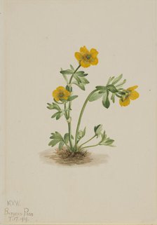 Avalanche Buttercup (Ranunculus suksdorfii), 1919. Creator: Mary Vaux Walcott.