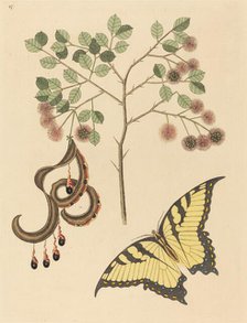 Cat's Claw (Mimosa circinalis), published 1731-1743. Creator: Mark Catesby.