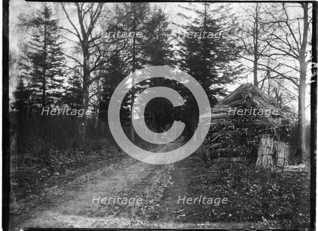 Rewell Wood, Arundel, Arun, West Sussex, 1908. Creator: Katherine Jean Macfee.