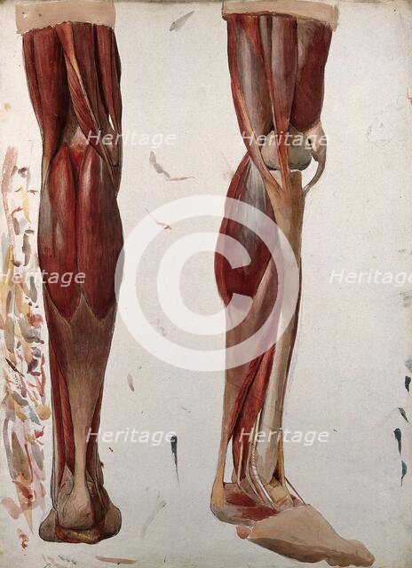 Two dissections showing the muscles of the leg, (1833?). Creator: Johann Conrad Zeller.