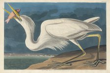 Great White Heron, 1835. Creator: Robert Havell.