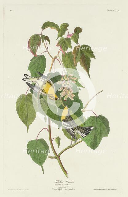 Hemlock Warbler, 1832. Creator: Robert Havell.