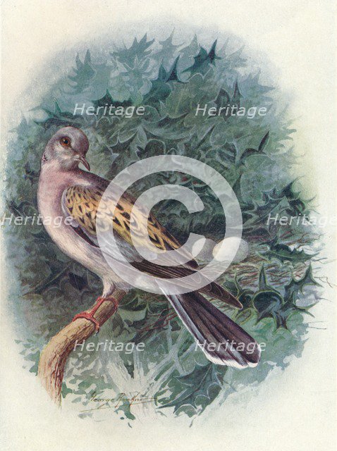 'Turtle-Dove - Tur'tur commu'nis', c1910, (1910). Artist: George James Rankin.