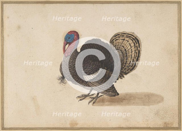 A Turkey.  Creator: Anon.