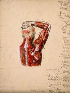 Muscles of the arm, shoulder and chest, back view: male écorché figure holding right..., 1800-1899. Creator: Unknown.