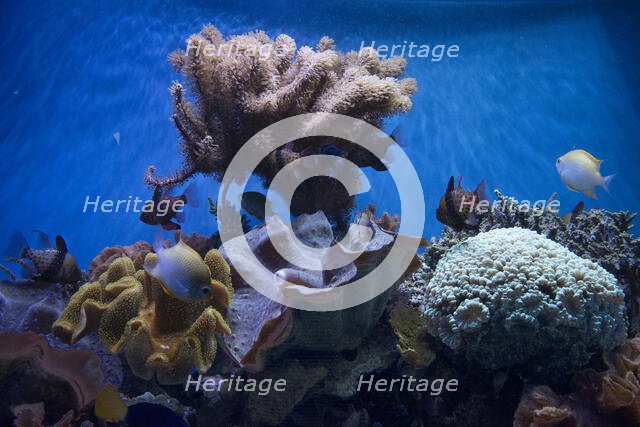 Monterey Bay Aquarium, Monterey, California, USA, 2022. Creator: Ethel Davies.