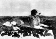 The St. Bernard, Lady Millard, and her litter of twenty-one pups, 1895. Creator: H. W. Harold.