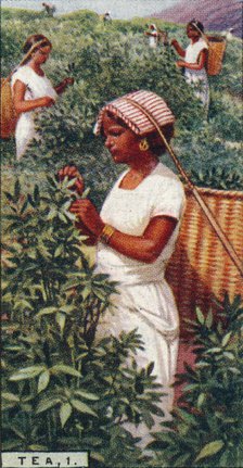 'Tea, 1. - Plucking the Leaves, Ceylon', 1928. Artist: Unknown.