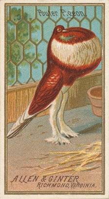 Pouter Pigeon, from the Birds of America series (N4) for Allen & Ginter Cigarettes Brands, 1888. Creator: Allen & Ginter.