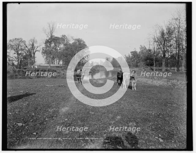 Cow pasture near Mt. Clemens, between 1880 and 1899. Creator: Unknown.